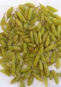 کشمش سبز