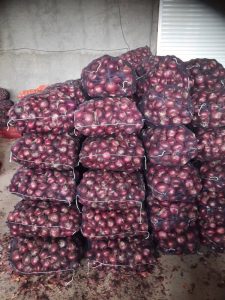 پیاز قرمز