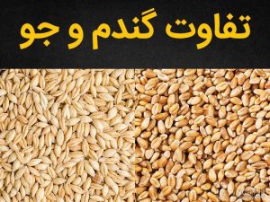 گندم و جو