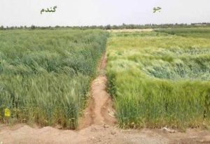 گندم-جو