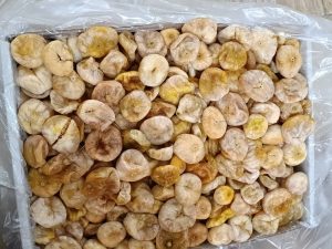 انجیر سکه ای ریجاب دالاهو