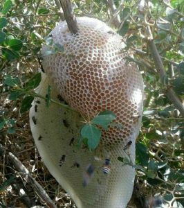 عسل طبیعی